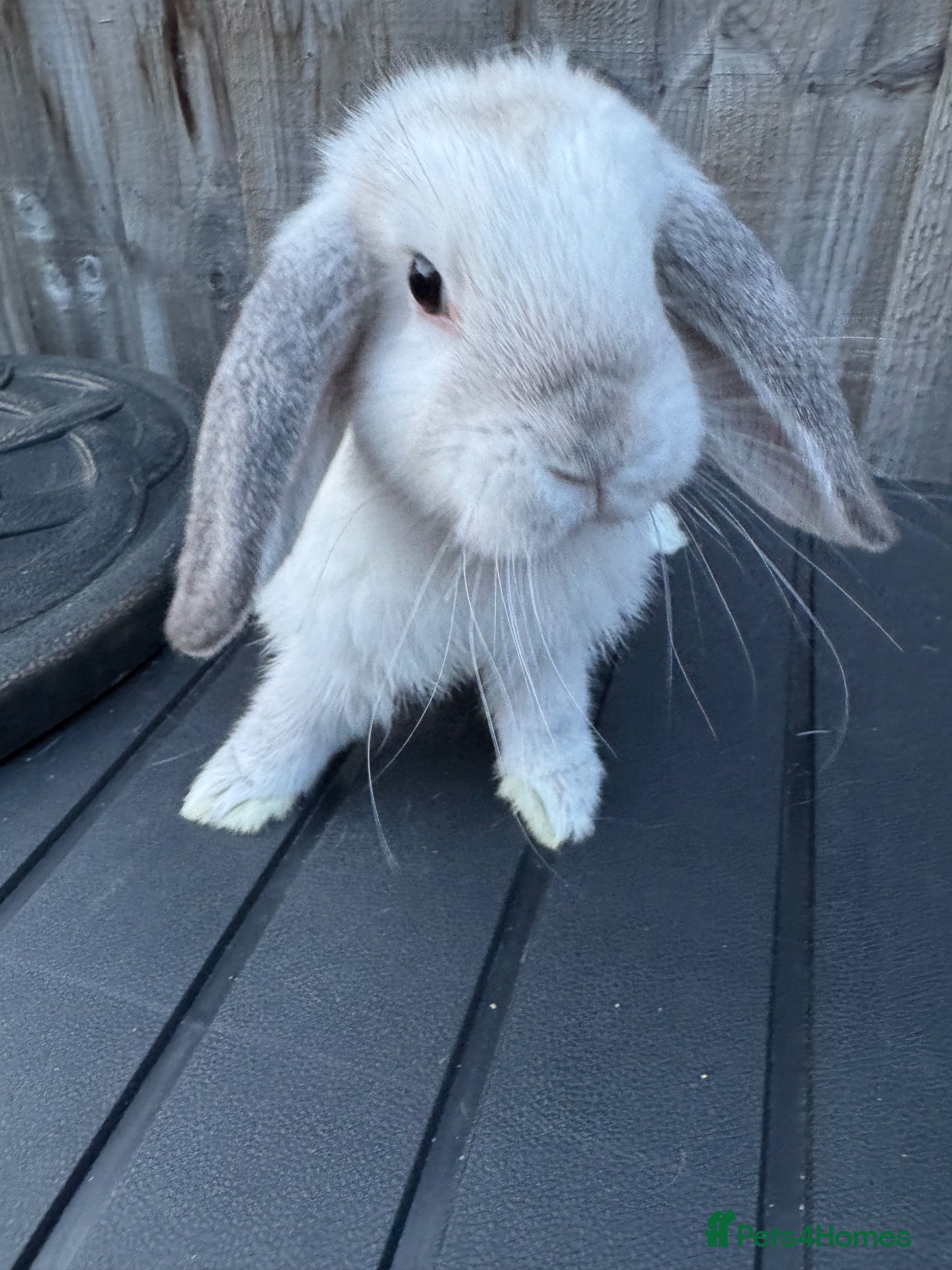 Mini Lop rabbits Mini Lops - Advert 1