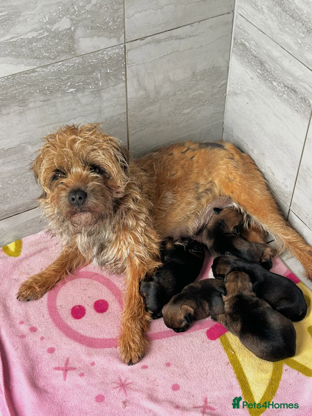 Border Terrier dogs for sale: KC registered Border Terriers  in Maidstone - Advert 4
