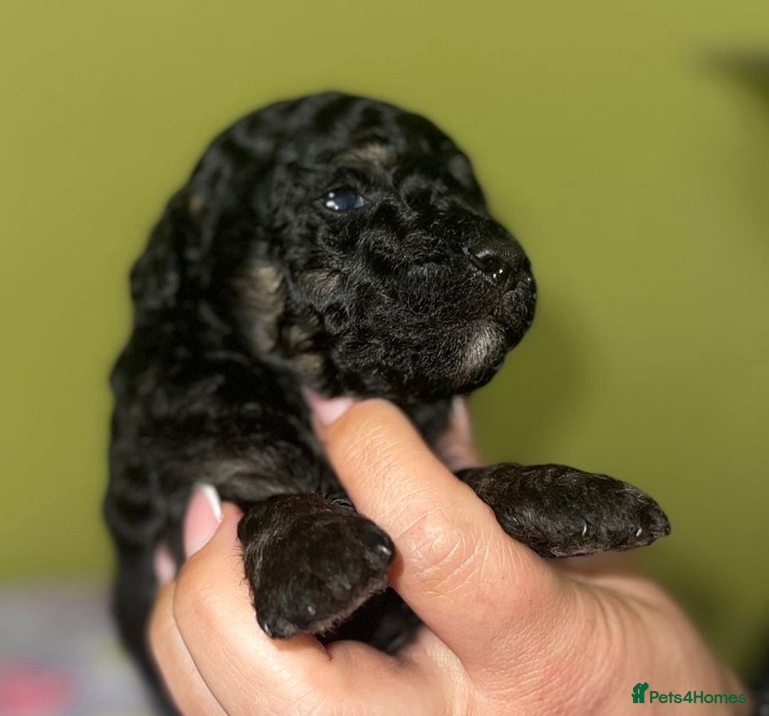 Cockapoo dogs for sale: Adorable Cockapoo puppies ready for reservation  - Image 13