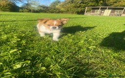 Mixed Breed dogs for sale: Looking for a loving home for our girl - Image 5