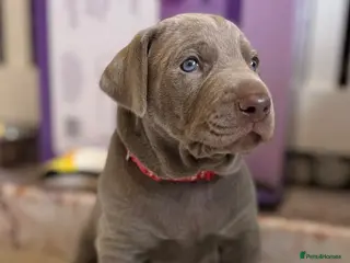 Mixed Breed dogs GRAY GHOST X DOBERMAN CHAMPION BLOODLINE PUPS - Advert 1