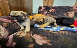 Pug dogs for sale: Beautiful Pure Pug Puppies 8 weeks old! 🐾 - Image 4