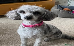 Miniature Poodle dogs for sale: Miniature poodle - Image 4