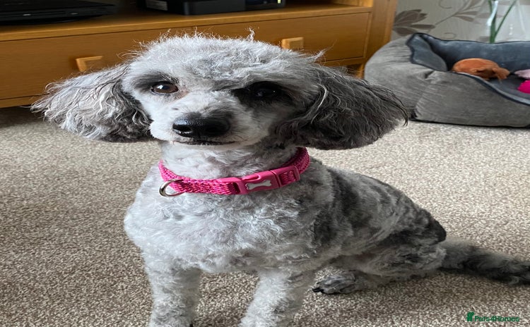 Miniature Poodle dogs - Advert 4