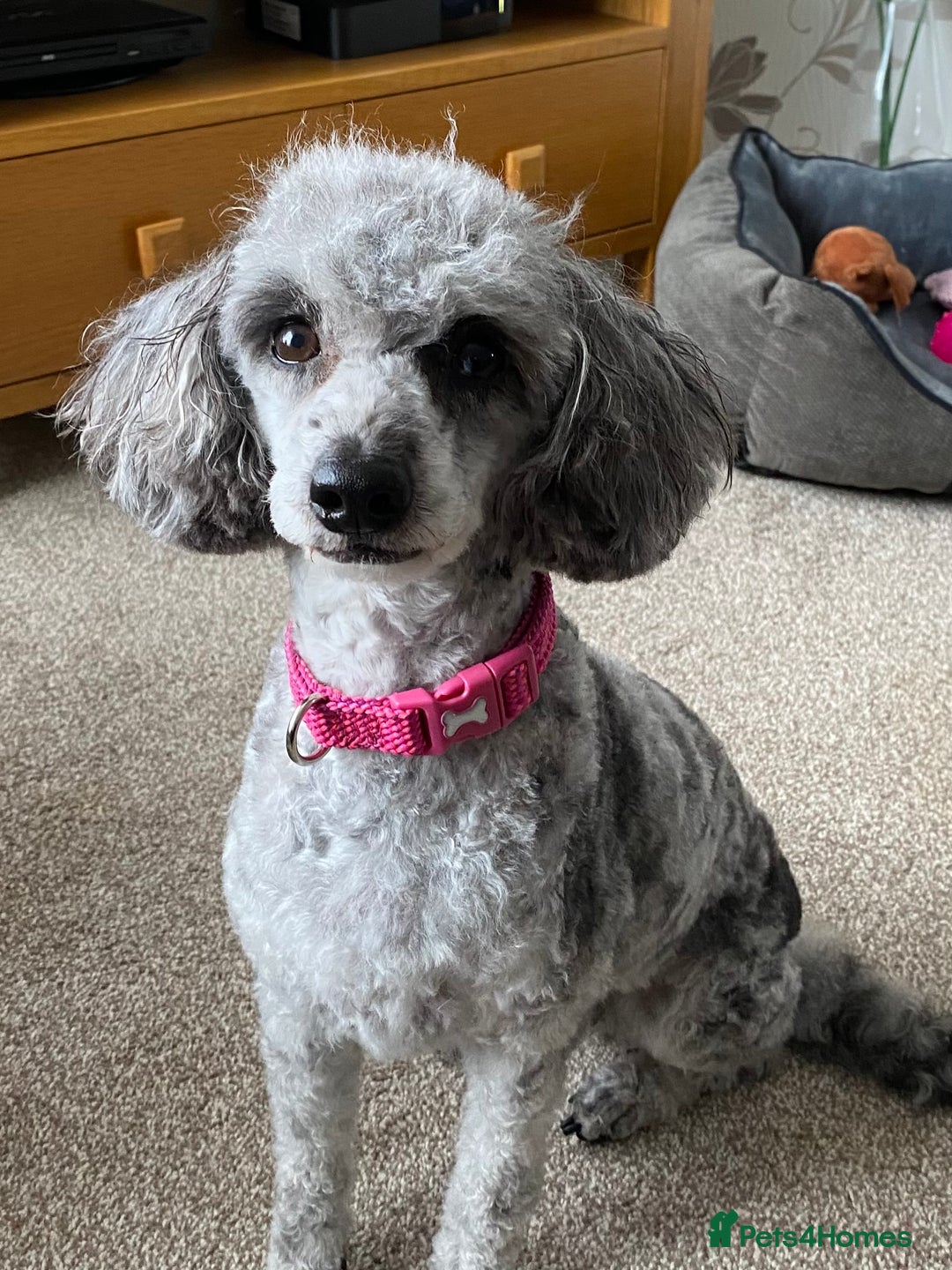 Miniature Poodle dogs for sale: Miniature poodle - Image 4