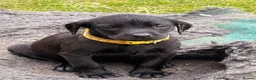 Labrador Retriever dogs for sale: 2 pedigree Labrador puppies - Advert 5