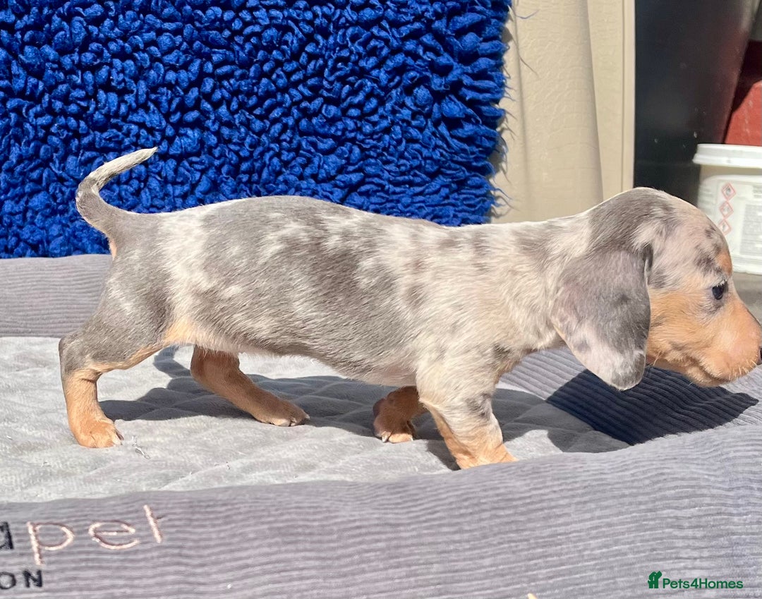 Miniature Dachshund dogs for sale: STUNNING RAINBOW MIX MINI DAXI KC REG PRA CLR - Image 8