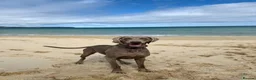 Weimaraner dogs for sale: Gunalt Bloodlines & Temperament - Advert 3