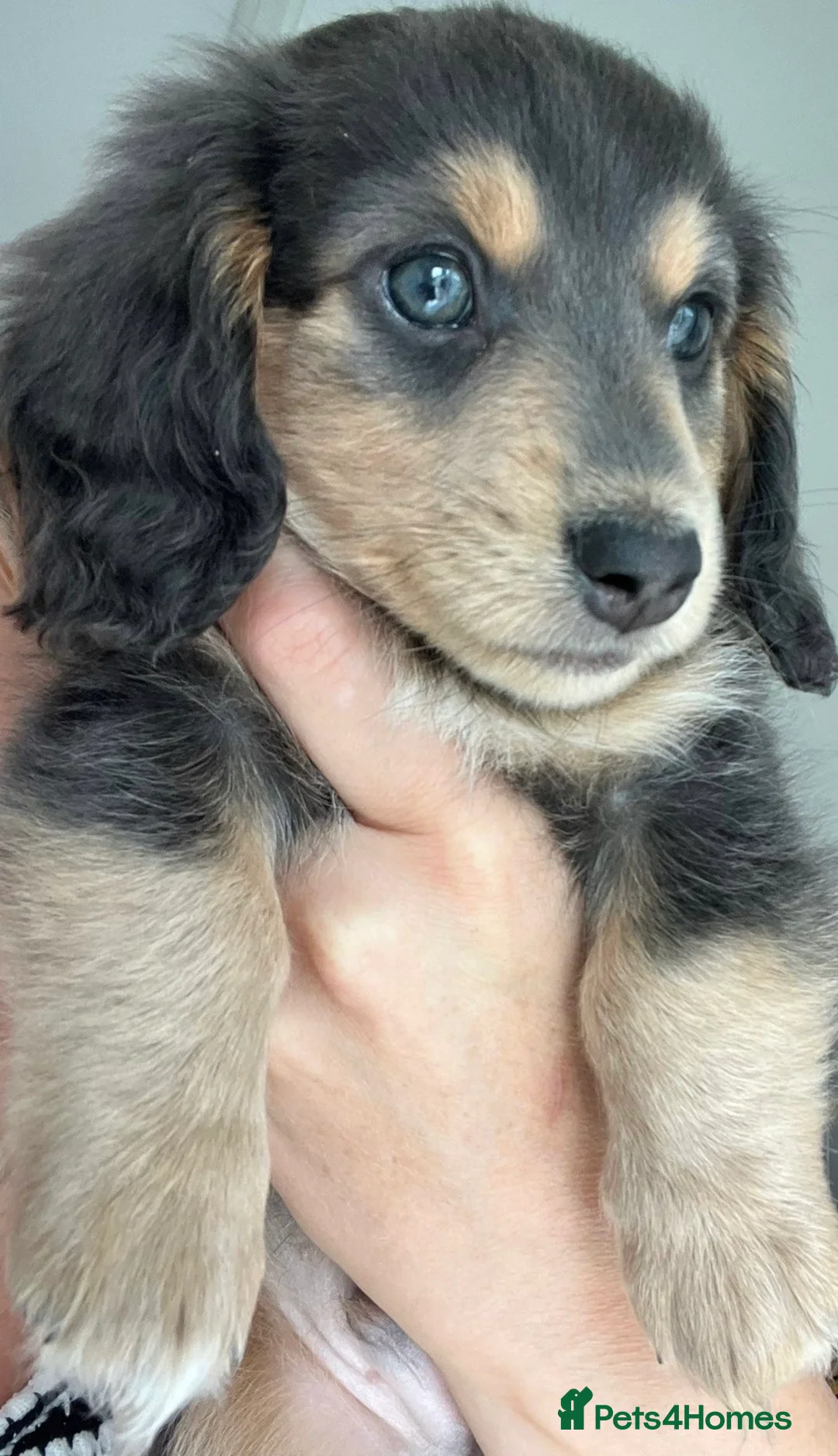 Miniature Dachshund dogs for sale: READY TO LEAVE unreal long hair KC stunning💙💕 - Advert 2