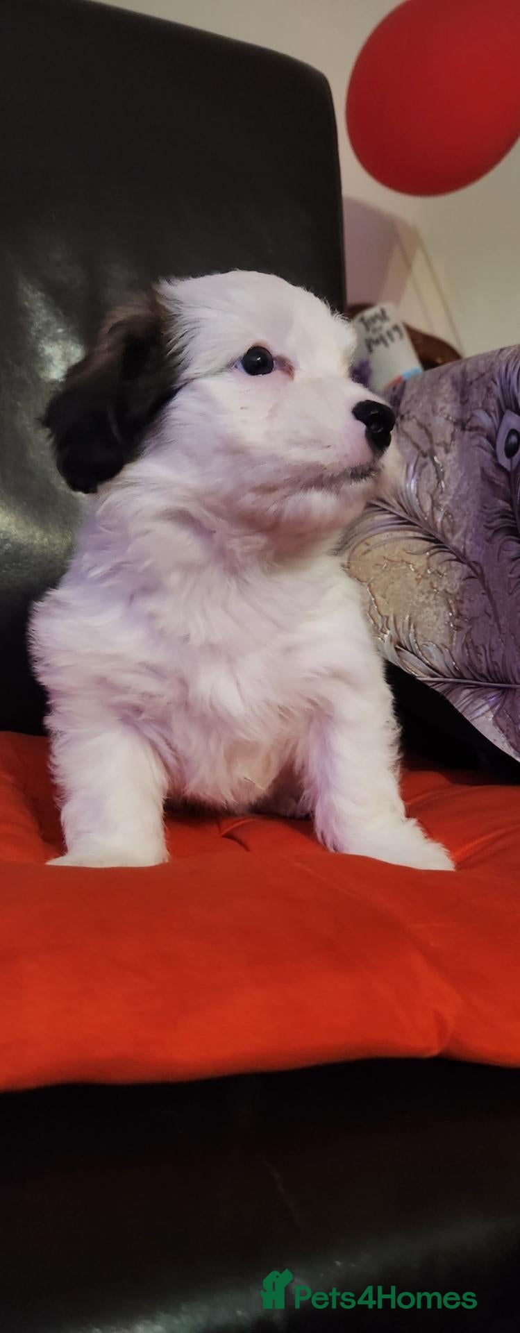 Bichon Frise dogs Bichon Frise & Bichon Maltese - Advert 1
