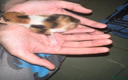 Mixed Breed cats for sale: Three kittens  - Image 5