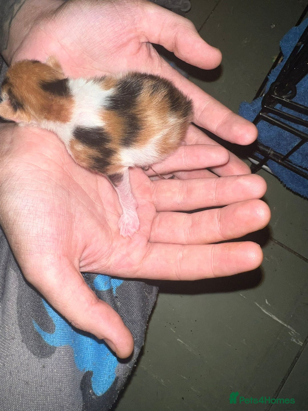 Mixed Breed cats for sale: Three kittens  - Image 5