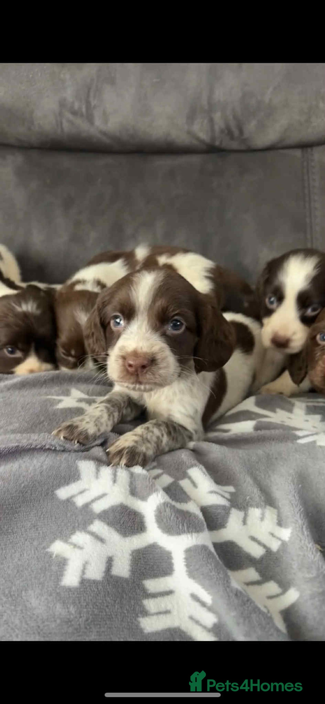 Cocker Spaniel dogs for sale: Cocker Spaniel Puppy’s  - Image 18