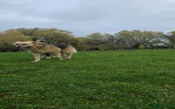 Mixed Breed dogs for adoption: GUS - The gentleman - Image 9