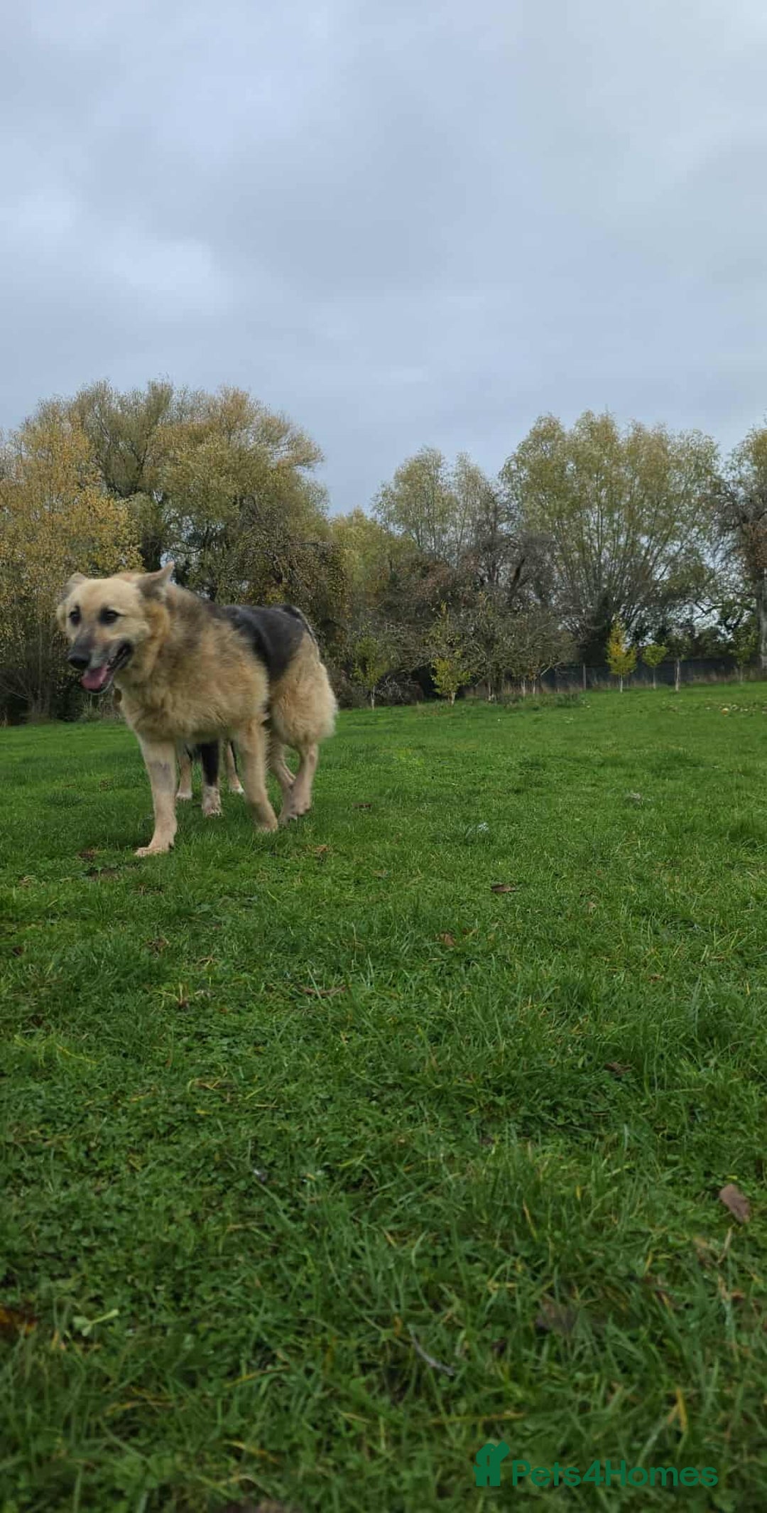 Mixed Breed dogs for adoption: GUS - The gentleman - Image 9