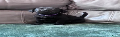 Labrador Retriever 8