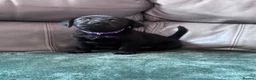 Labrador Retriever dogs for sale: 8 stunning lab pups for sale - Advert 29