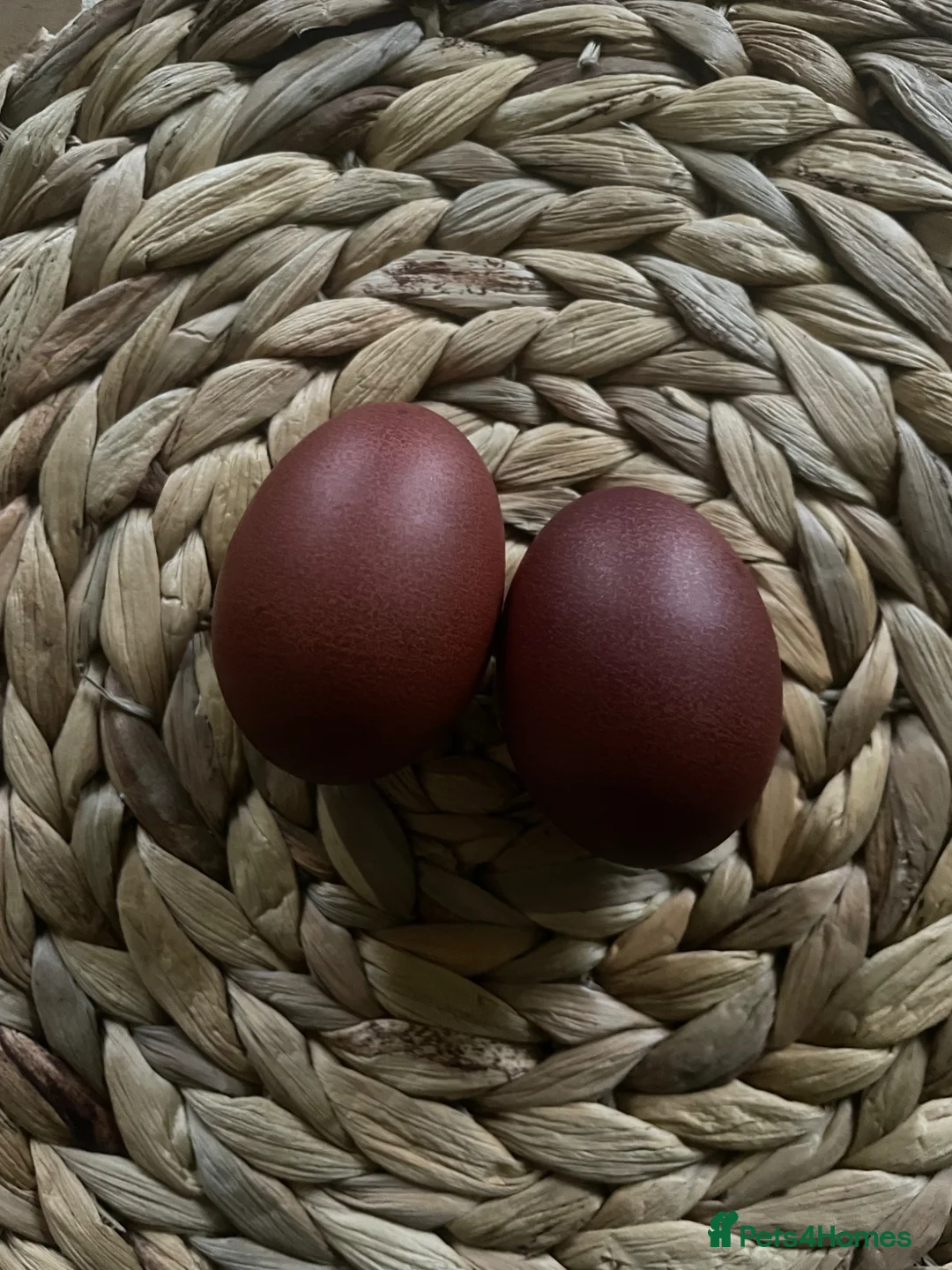 Chickens poultry for sale: 🖤 Black Copper Maran chicks (dark eggs) 🖤 - Advert 1