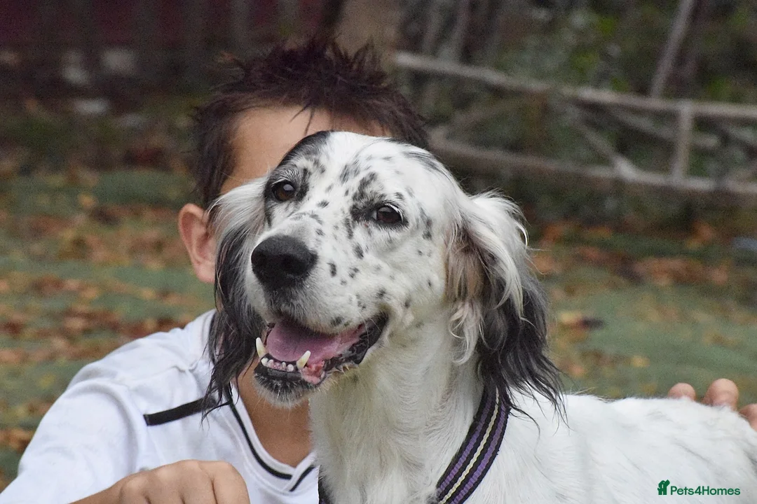 English Setter dogs for adoption: Txispa - Advert 10