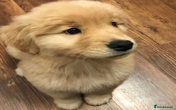 Golden Retriever dogs for sale: GOLDEN RETRIVER PUPPIES LOOKING FOR NEW HOMES - Image 3