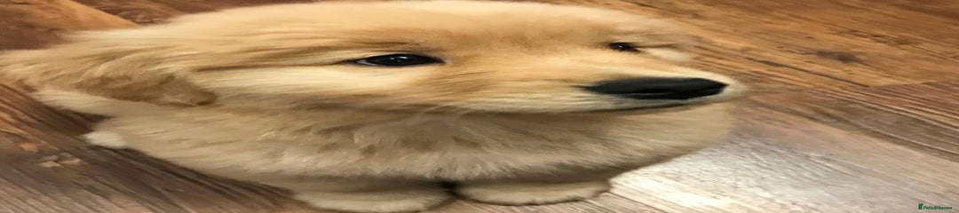 Golden Retriever Puppy 1