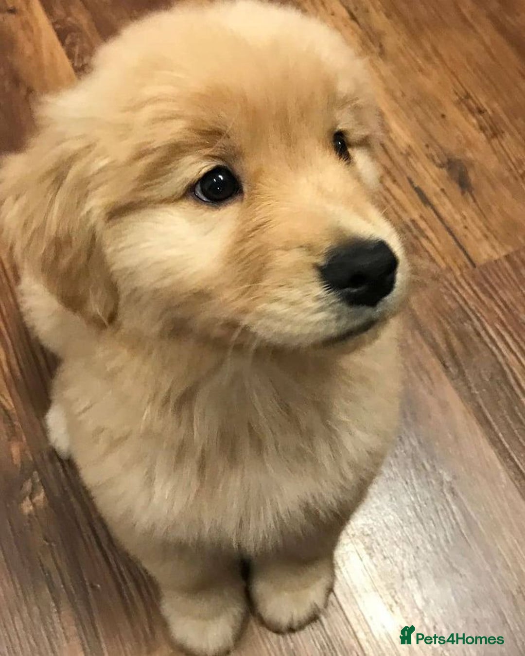 Golden Retriever dogs for sale: GOLDEN RETRIVER PUPPIES LOOKING FOR NEW HOMES - Image 3