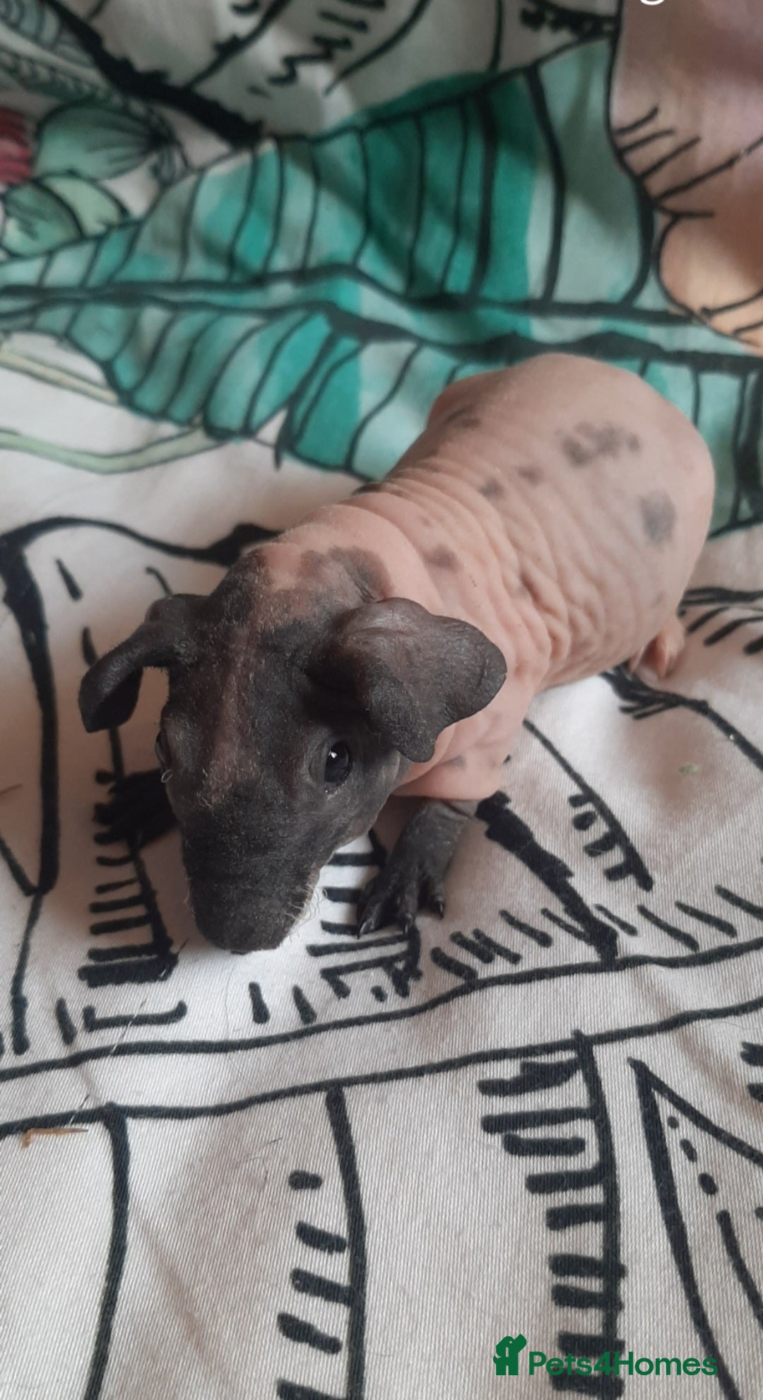Guinea Pig rodents for sale: Skinny pig baby boys and werewolfs.  - Image 1