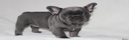 French Bulldog dogs for sale: 💜BLUEBELLE  THE LAST LITTLE BLUE GIRL 💜 - Advert 21