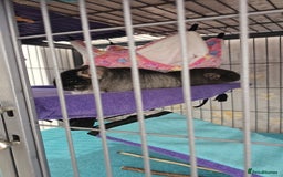 Chinchilla rodents for sale: 2 female chinchillas  - Image 1