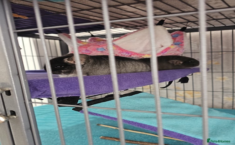 Chinchilla rodents - Advert 1