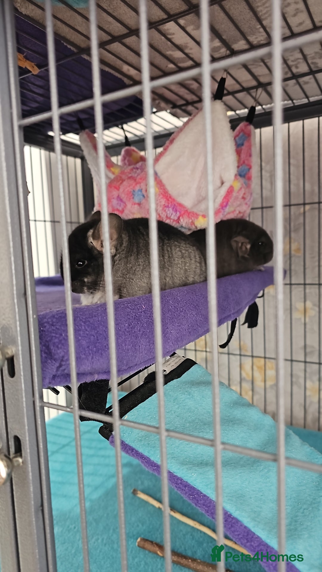 Chinchilla rodents for sale: 2 female chinchillas  - Image 1