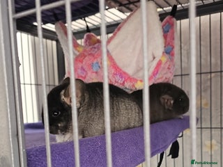 Chinchilla rodents for sale - Advert 1