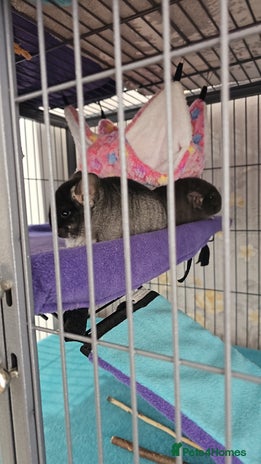 Chinchilla rodents - Advert 1