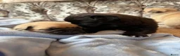 Pug dogs for sale: Stunning litter of boy pugs - Advert 5