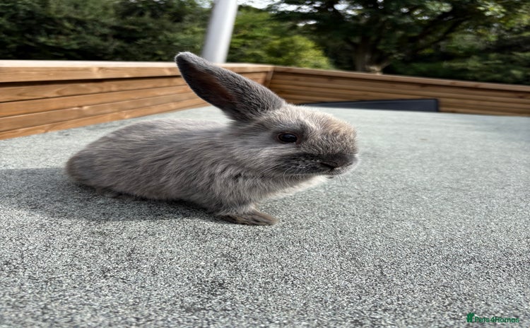 Mini Lop rabbits - Advert 12