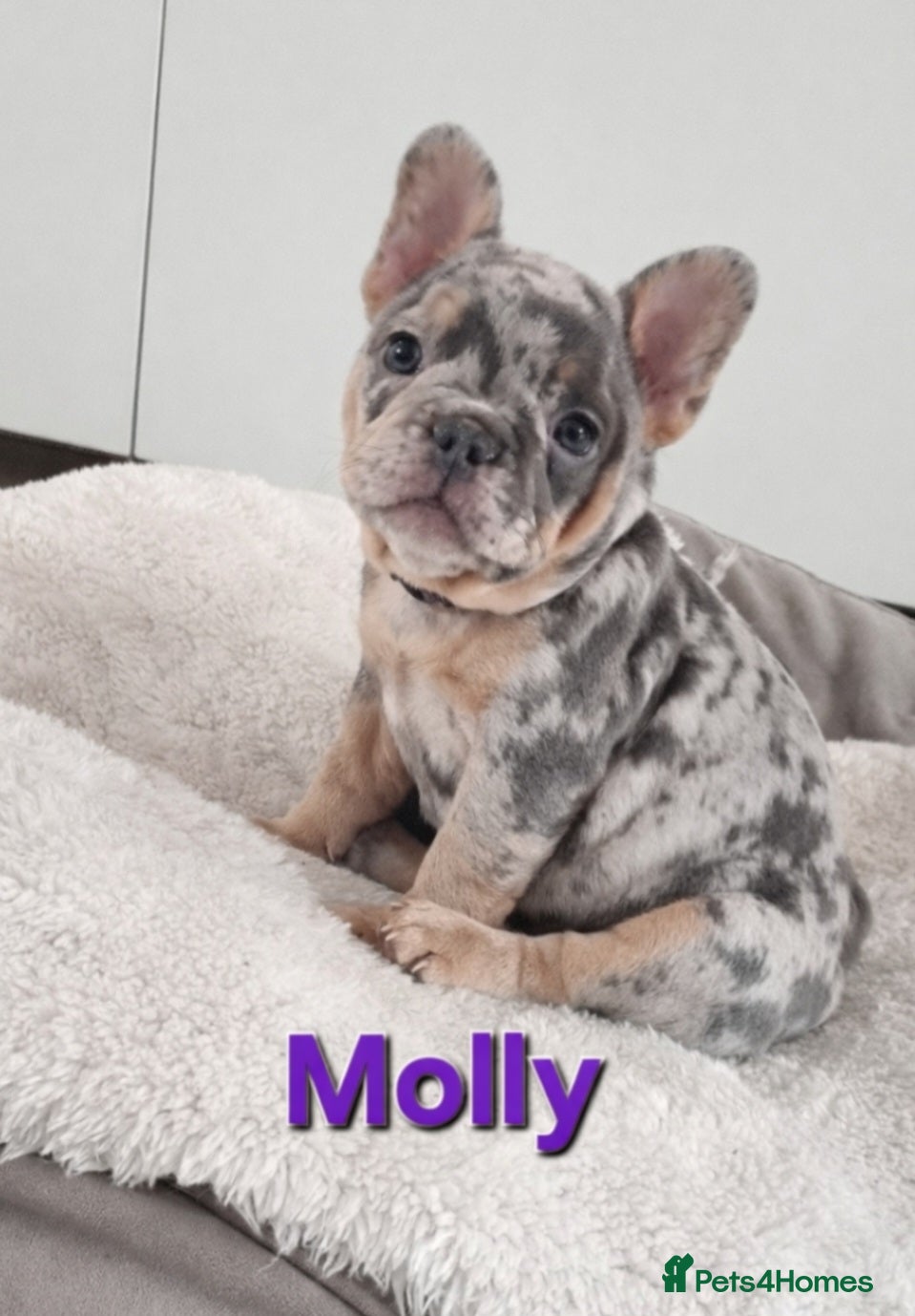 French Bulldog dogs LAST 2 GIRLS MERLE French Bulldog puppies  - Advert 6