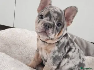 French Bulldog dogs LAST 2 GIRLS MERLE French Bulldog puppies - Advert 6