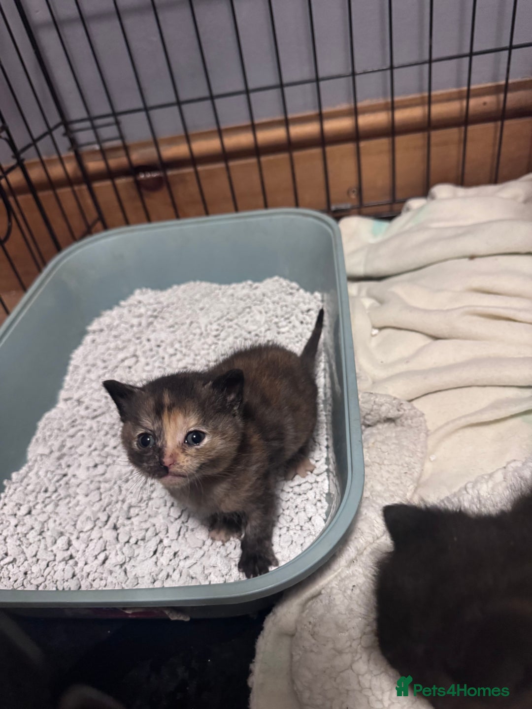 Domestic Shorthair cats for sale: 4 beautiful kittens looking for loving homes  - Image 4