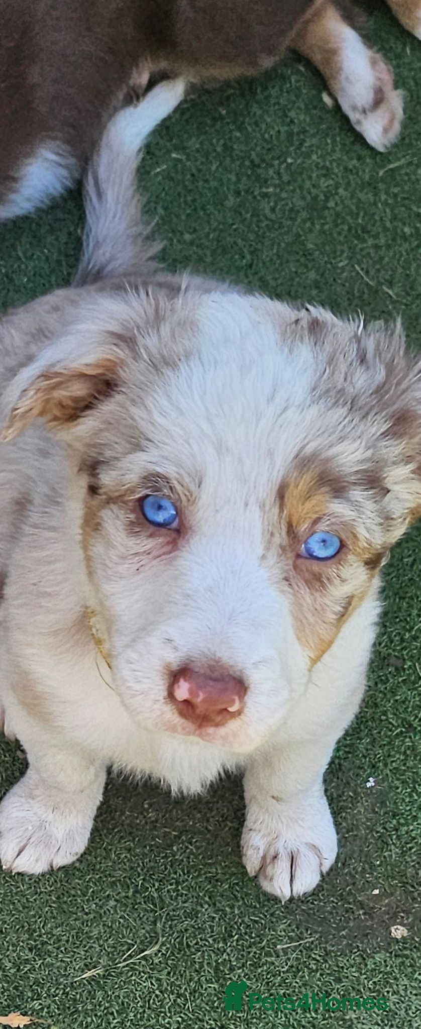 Border Collie dogs Two female girls, Red Merle and Black and white - Advert 2