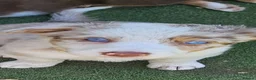 Border Collie dogs for sale: Two female girls, Red Merle and Black and white - Advert 1