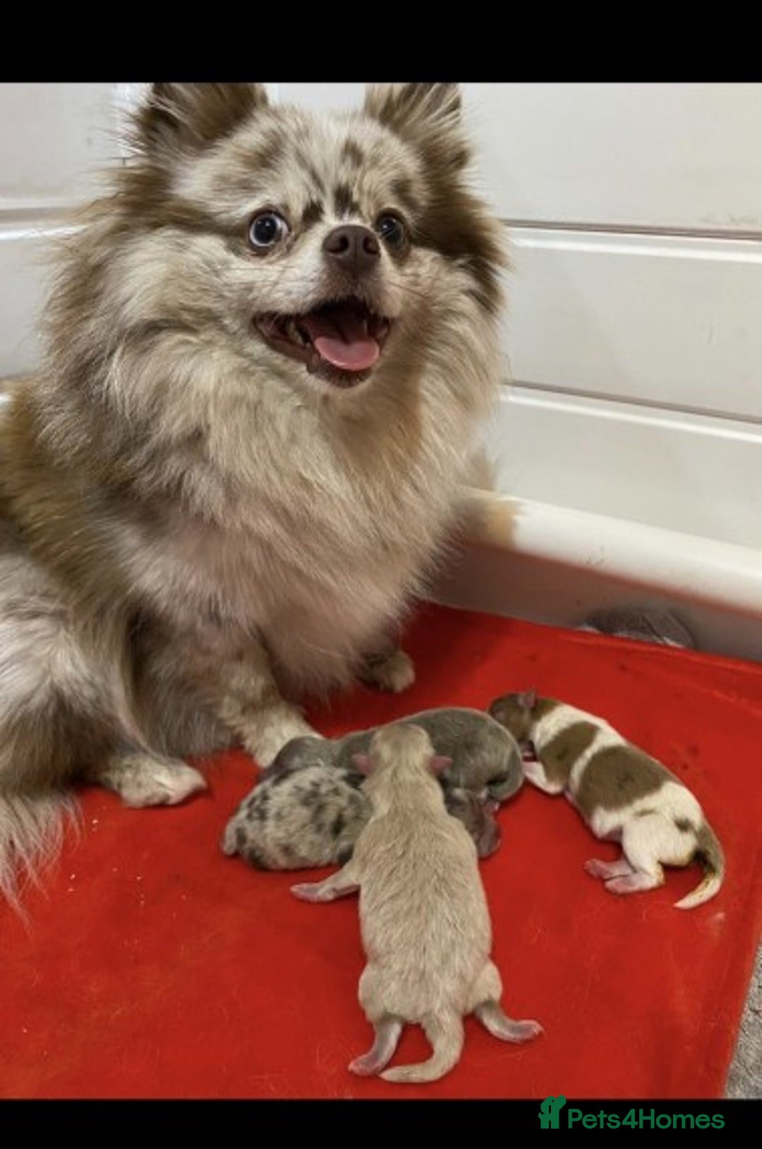 Pomeranian dogs for stud: Proven Chocolate KC in Runcorn - Advert 13