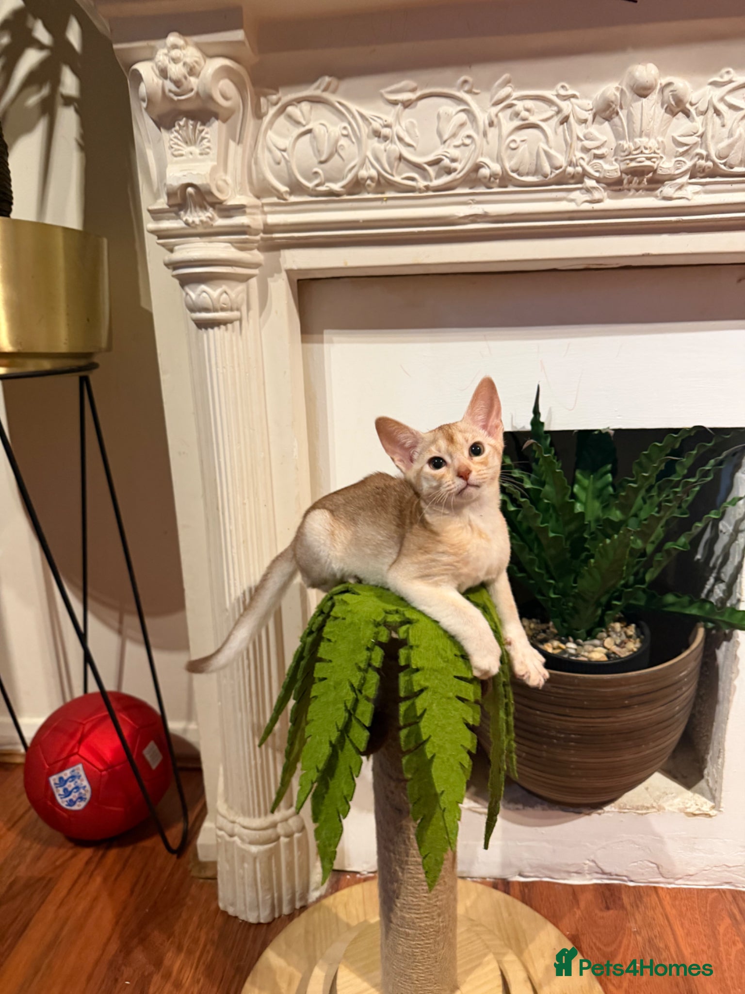 Abyssinian cats ❗️PRICE REDUCED ❤️🏆CHAMPION Abyssinian - Advert 1