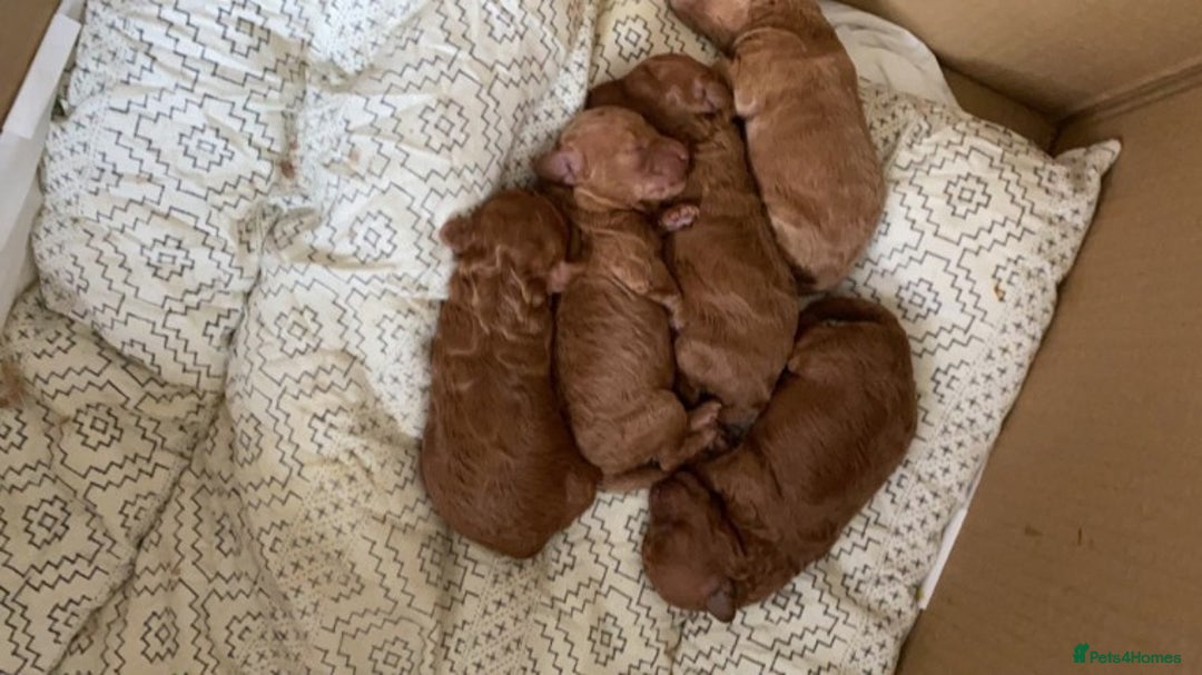 Cavapoo dogs for stud: Extensively Health Tested Deep Red Tiny Toy Poodle in Mansfield - Image 7