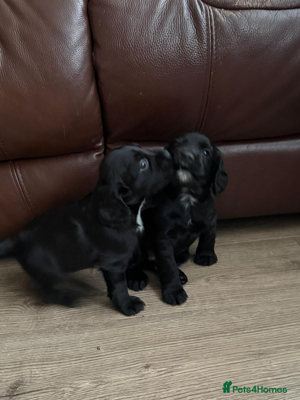 Cocker Spaniel dogs Adorable Cocker Spaniel Puppies for Sale 🐾 - Advert 2