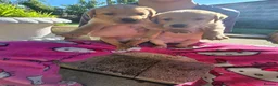 Labrador Retriever dogs for sale: Labrador Puppies  in Fraserburgh - Advert 3