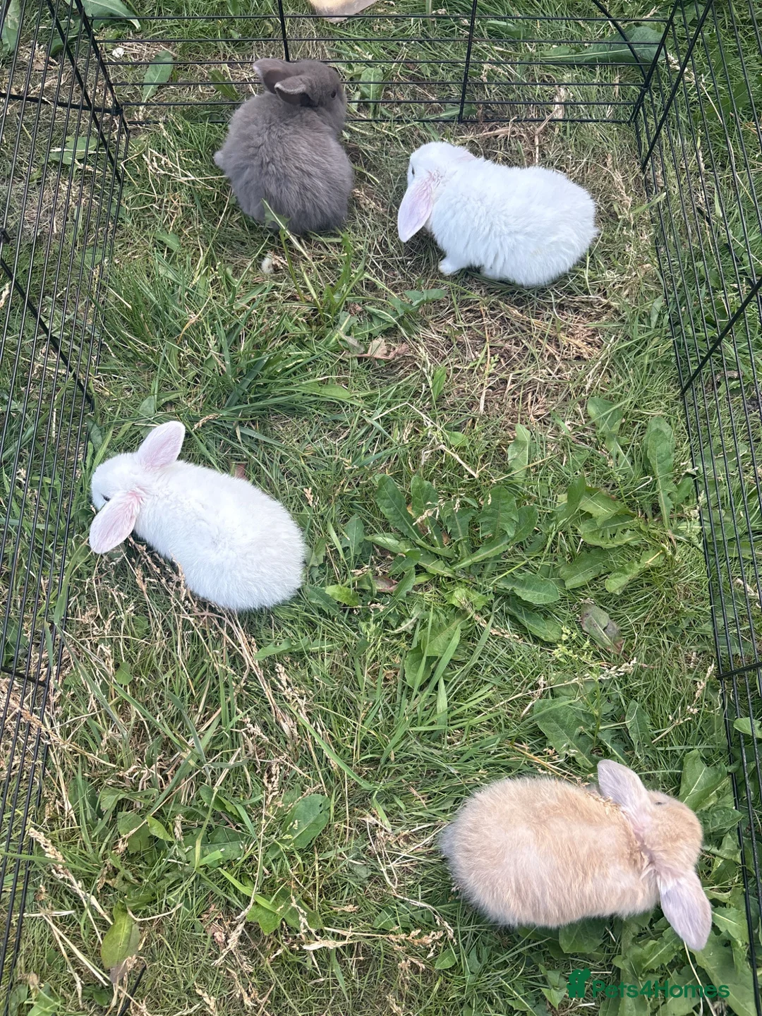 Mini Lop rabbits for sale: Baby mini lops in Walsall - Advert 9