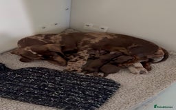 Miniature Dachshund dogs for sale: Quality miniature long hair choc & tan dapples - Image 5