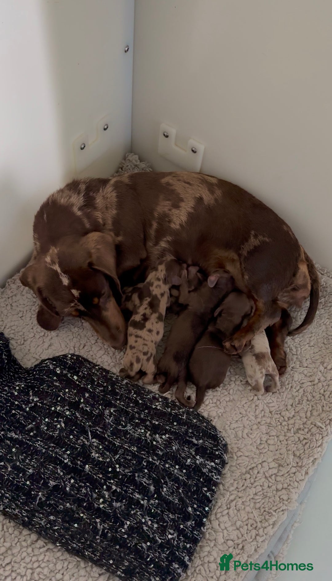 Miniature Dachshund dogs for sale: Quality miniature long hair choc & tan dapples - Image 5