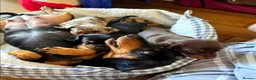 Miniature Dachshund dogs for sale: Beautiful miniature dachshund puppies in Chester - Advert 2