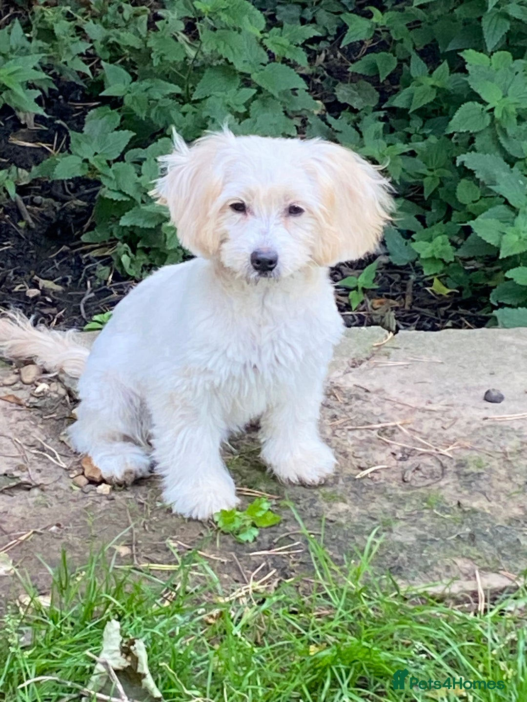 Cavapoo dogs for sale: GORGEOUS F1b TOY CAVAPOO-4 MONTHS OLD 🩷 - Image 4